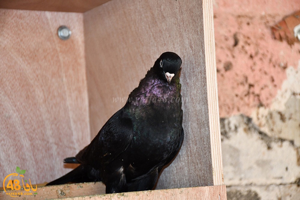 zohdi 3ashoor (88).jpeg